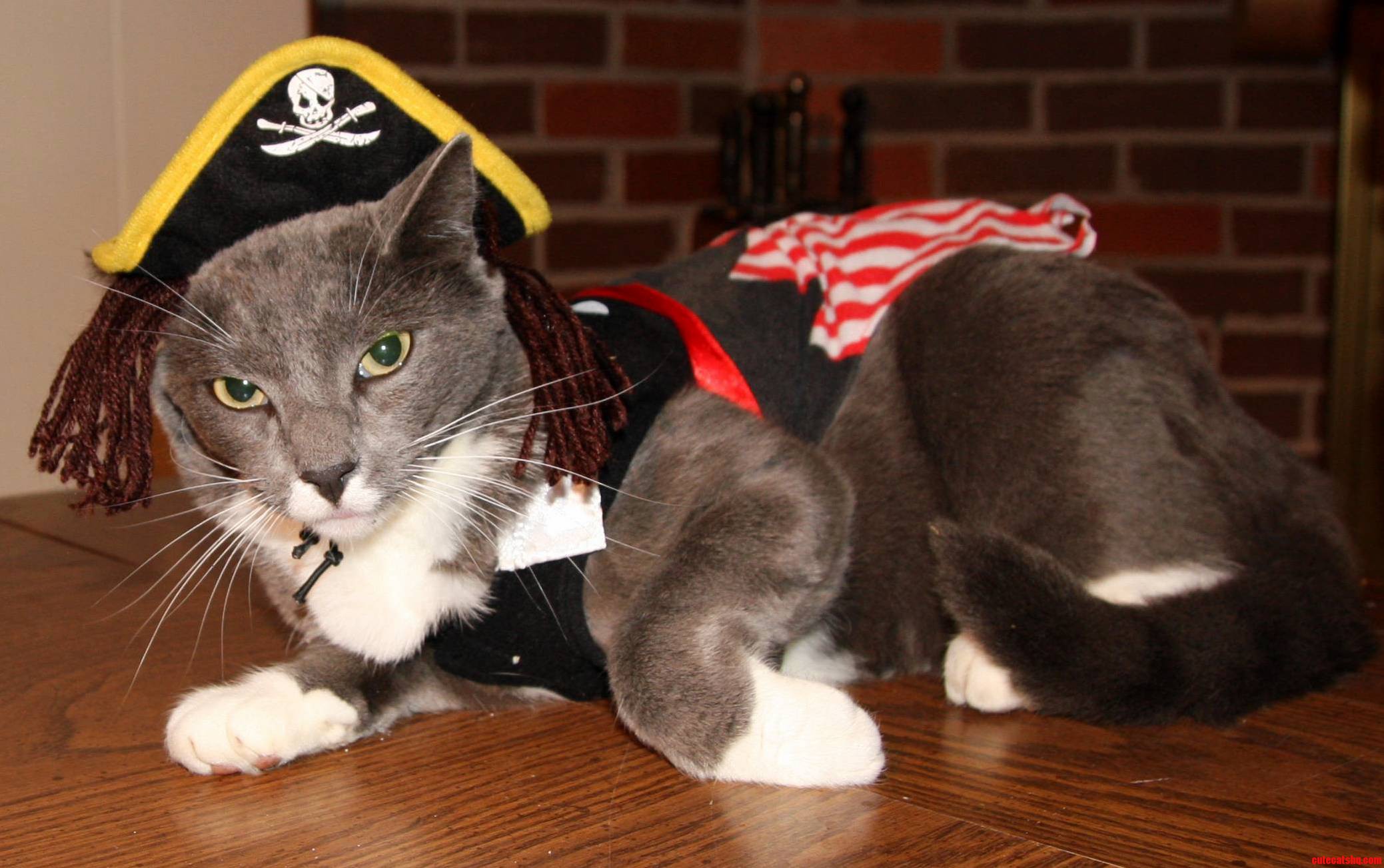 Fizgigs Halloween Costume