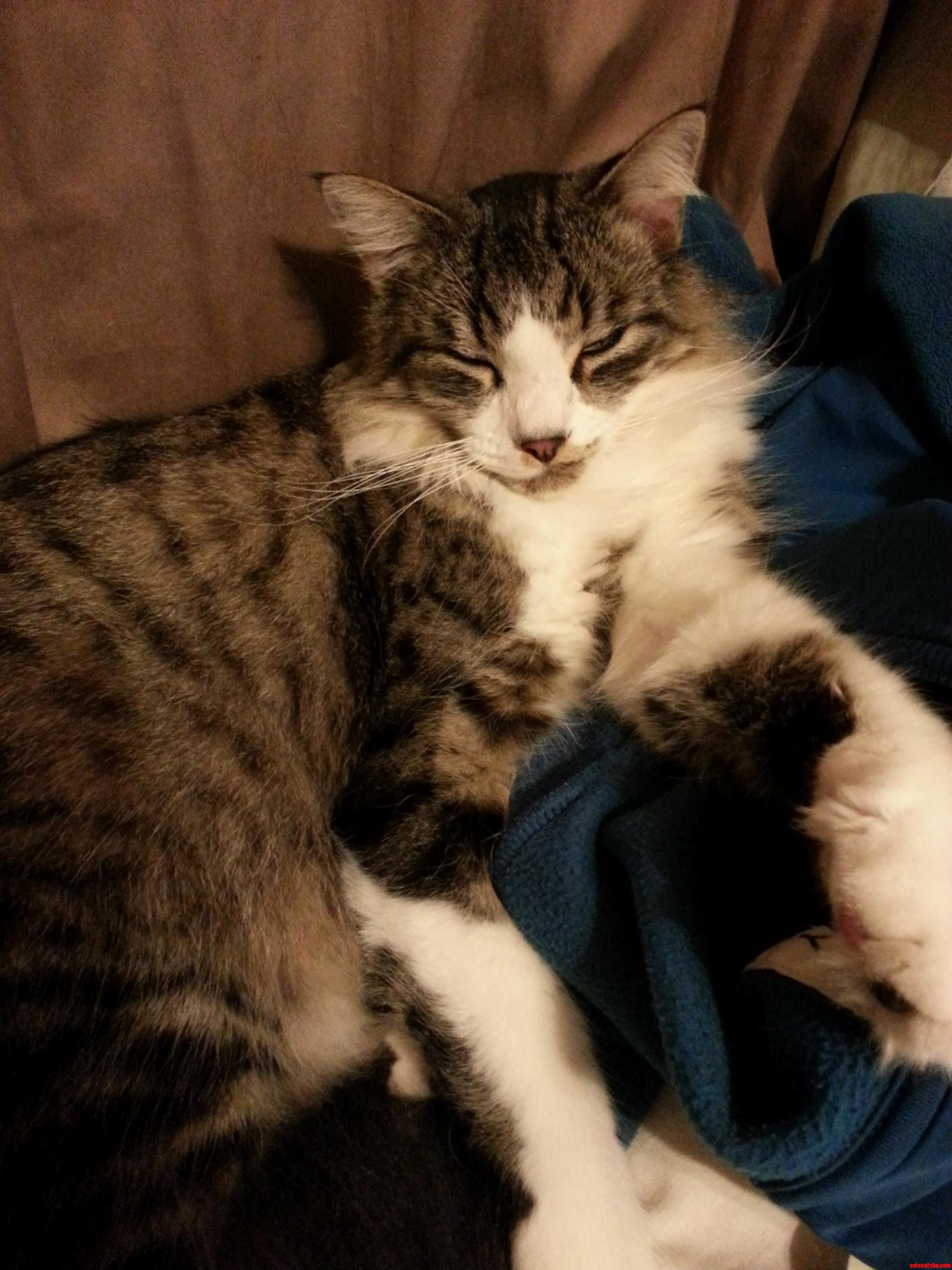 Fluff Ball of Joy -