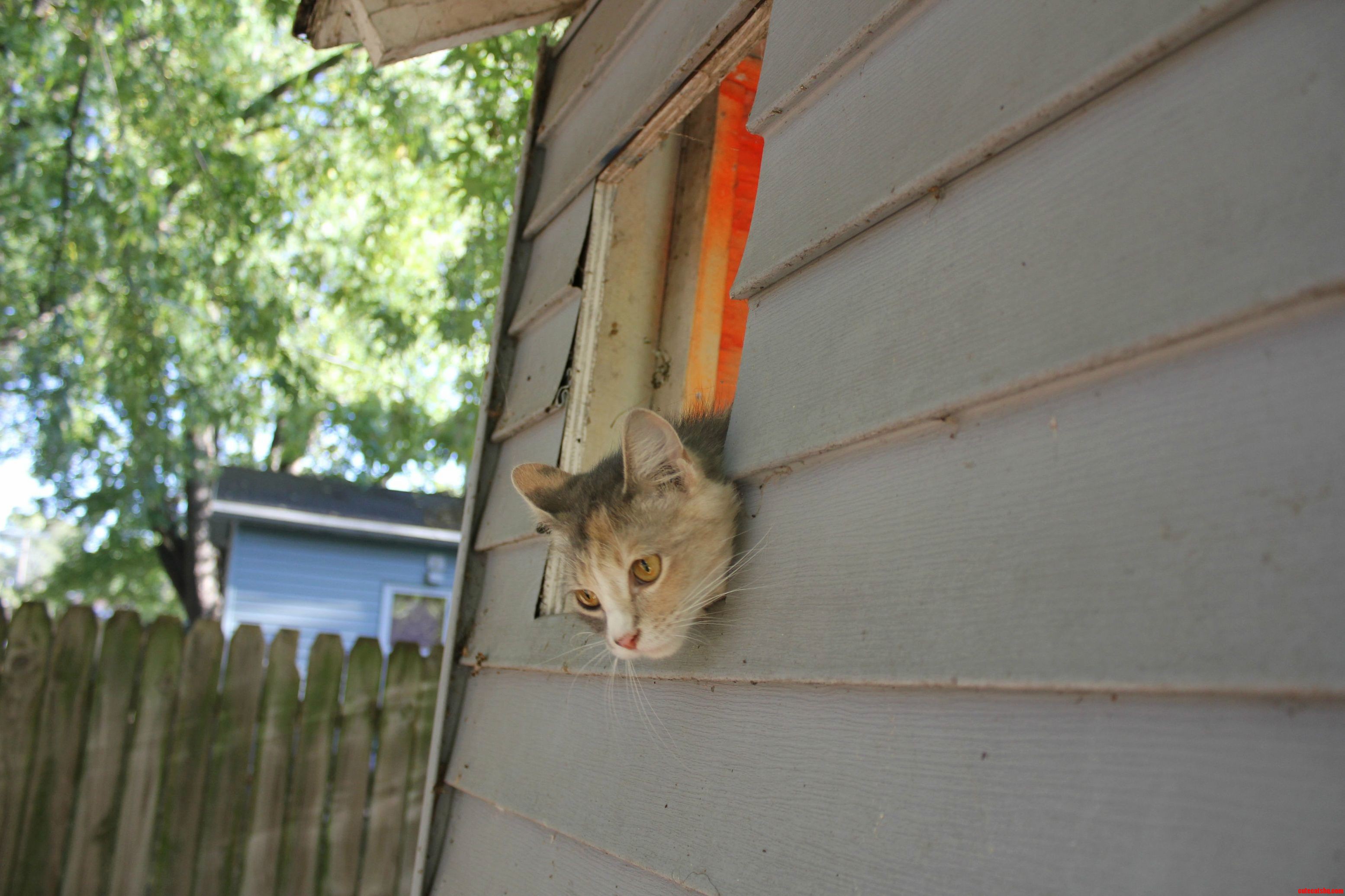 Fluffington Looking Out a Window