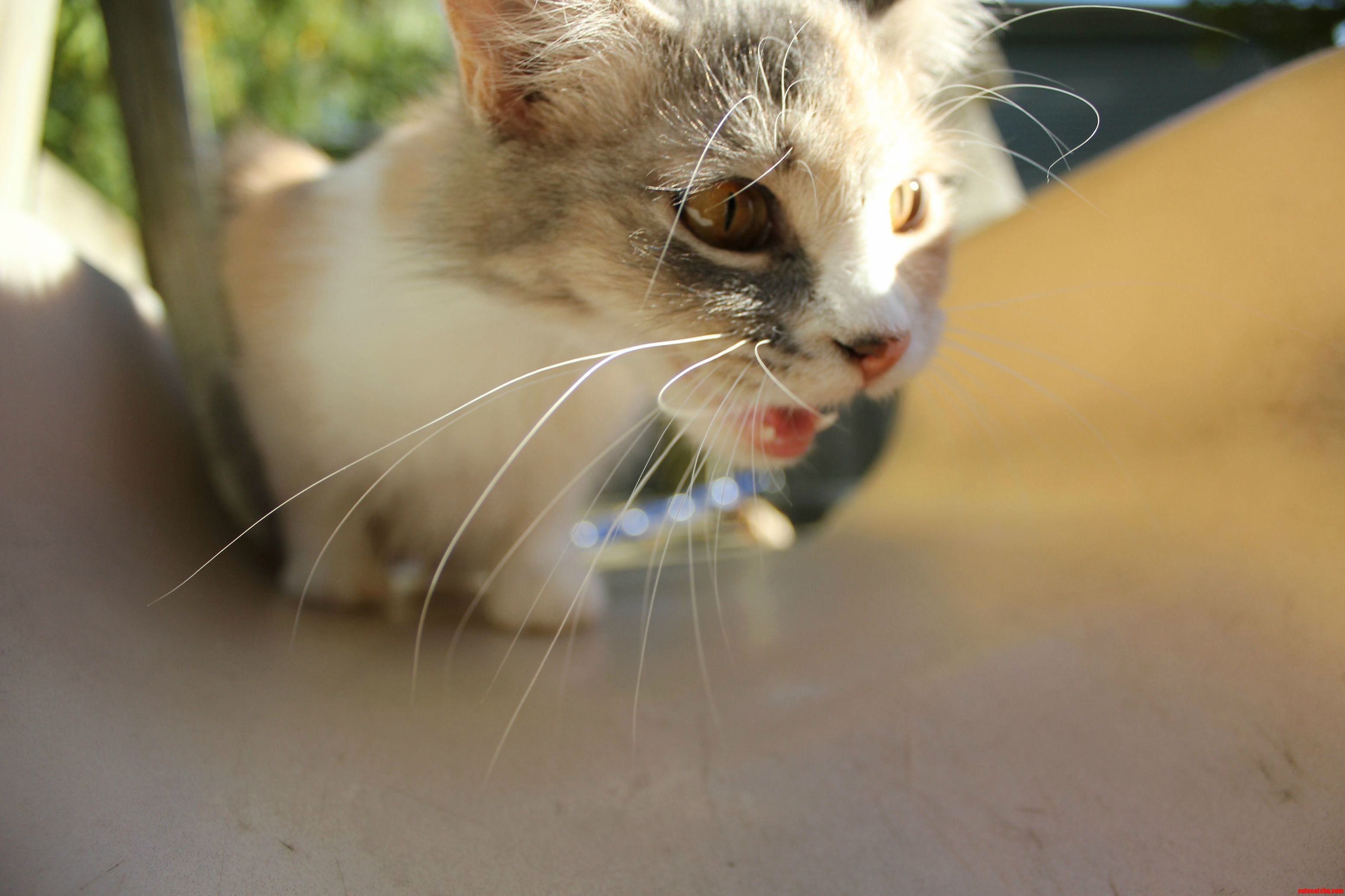 Fluffington Outside for the First Time