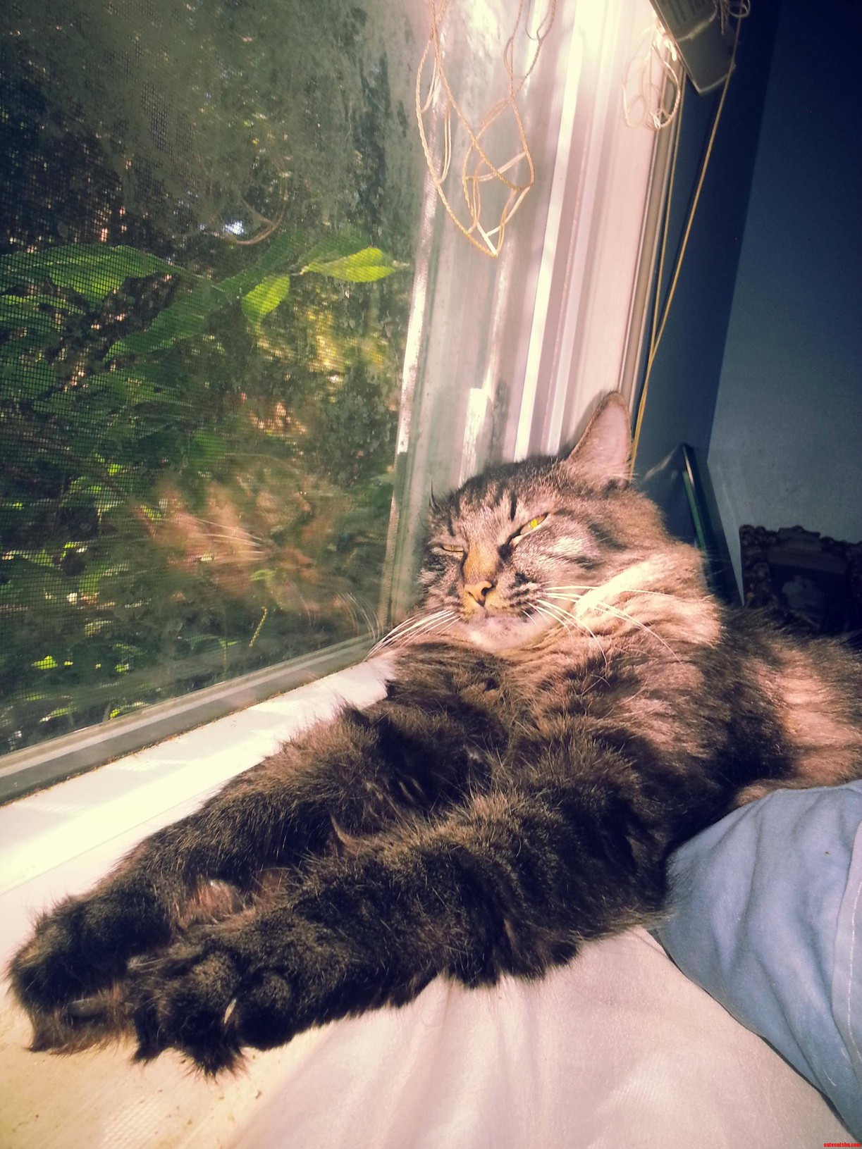 Fluffy Arms Drako