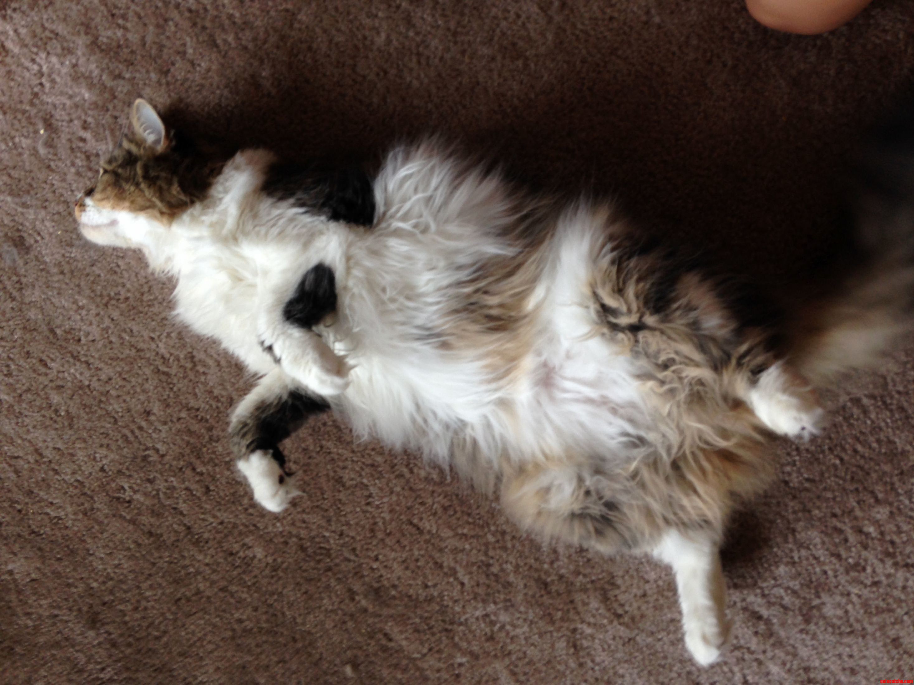 Fluffy Rossby Looking to Sunbathe