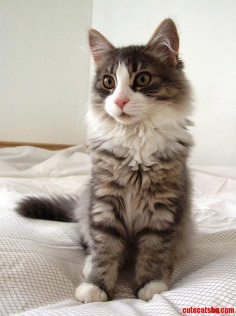 Fluffy