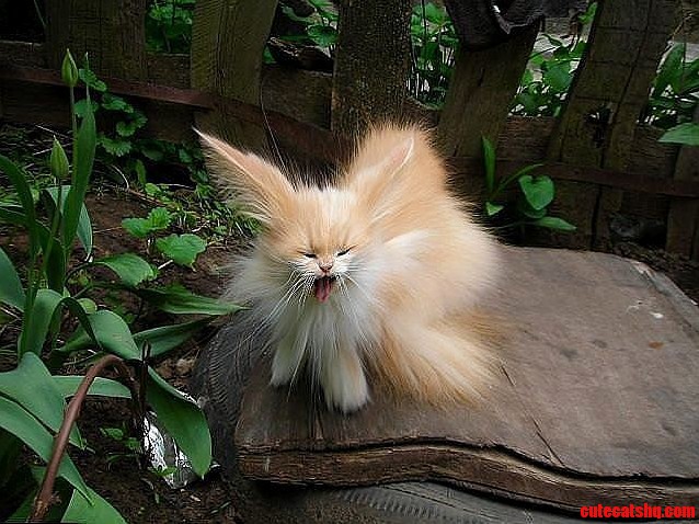 Fluffy