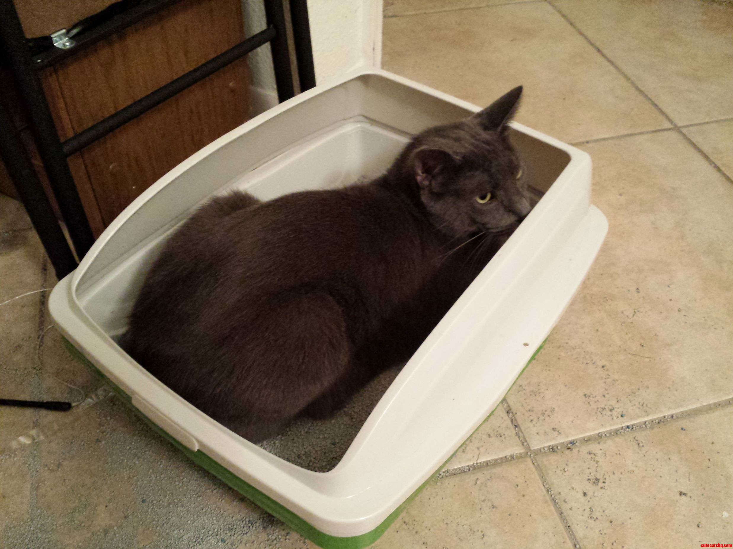 For Every Expert Who Claims Cats Are Such Clean Animals