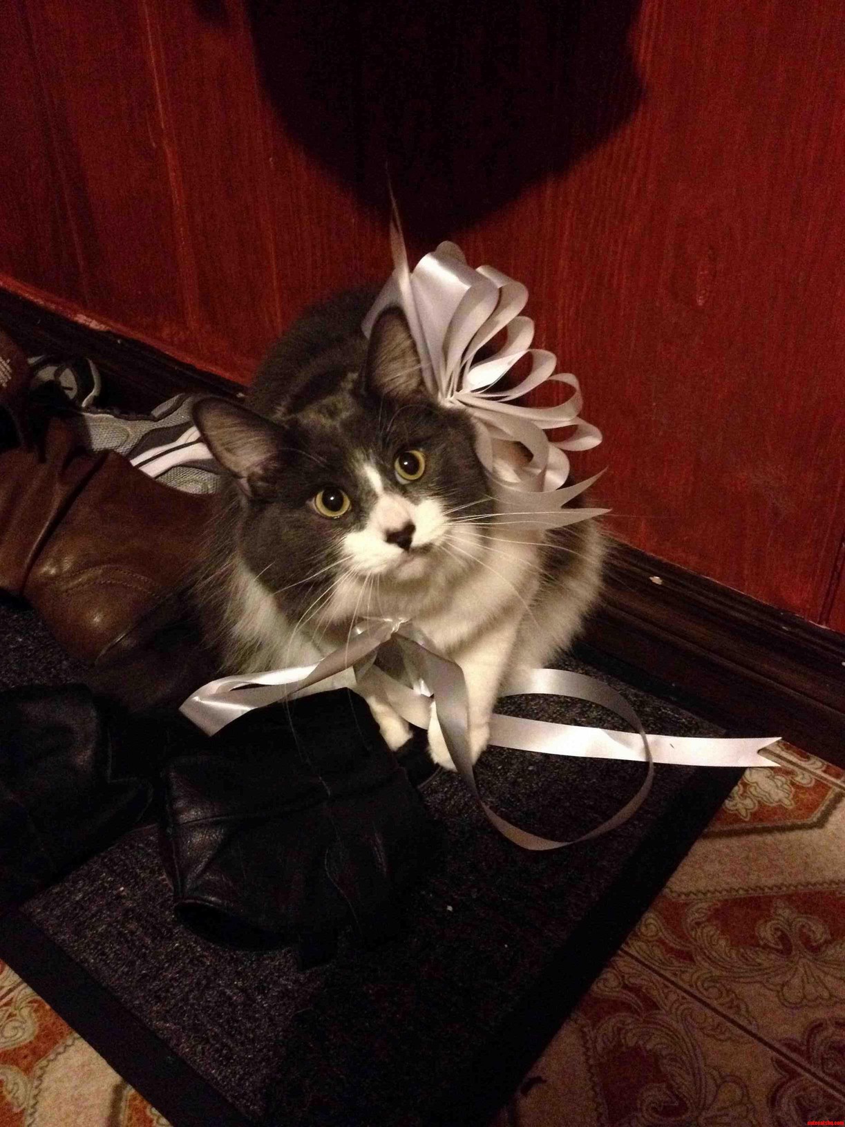 Found This Butt-head Playing with Some Ribbon.