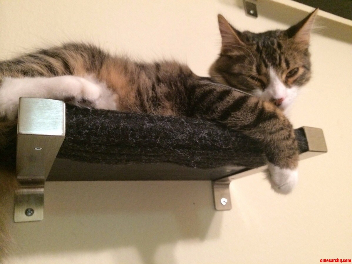 Franklin Gives My Husband the Stink Eye When He Wakes Him Up.
