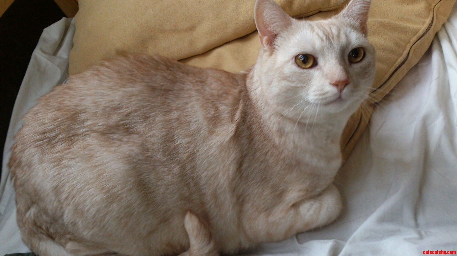 Friends Beautiful Cat Mr. Frost Gorgeous