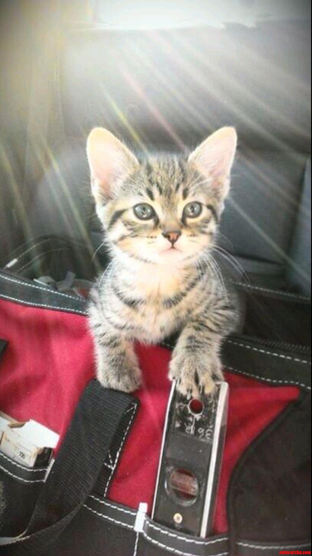 Friends New Cat