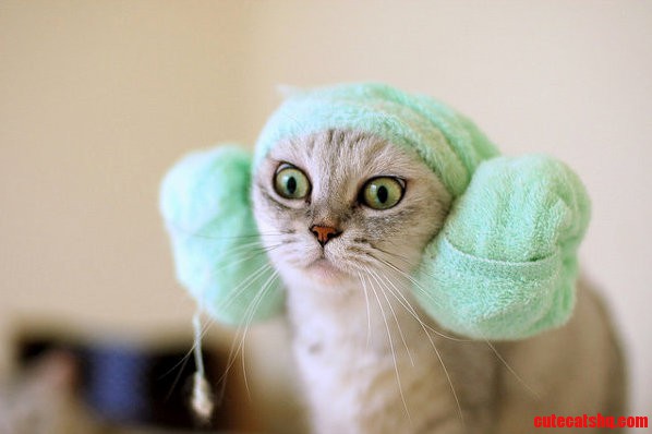 Funny Cat with a Towel