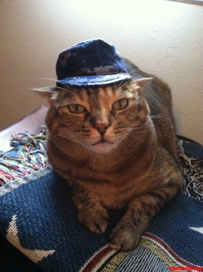 Future Sailor Kitty Requesting Permission to Come Aboard
