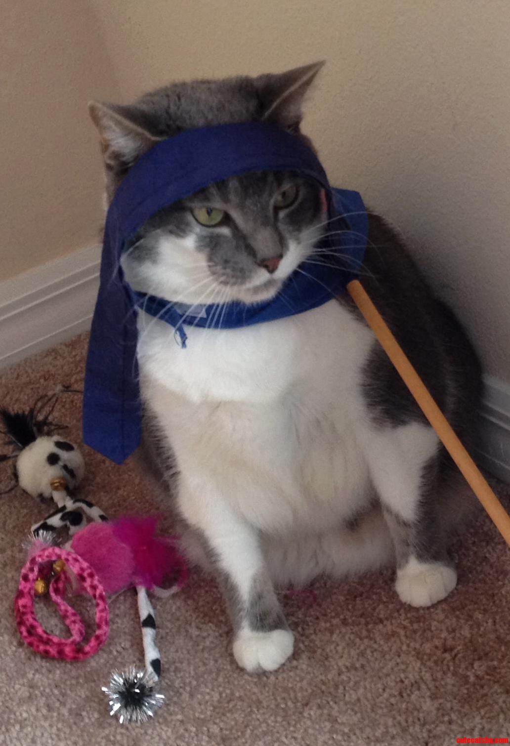 Girlfriend Met My Cat Recently. She Sent Me This