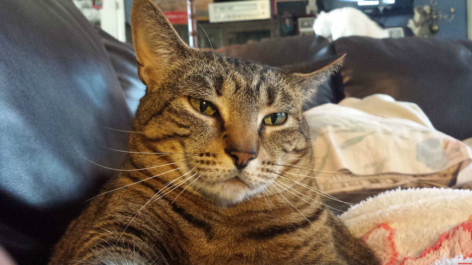 Girlfriends Fat Cat. Uber Relaxed.