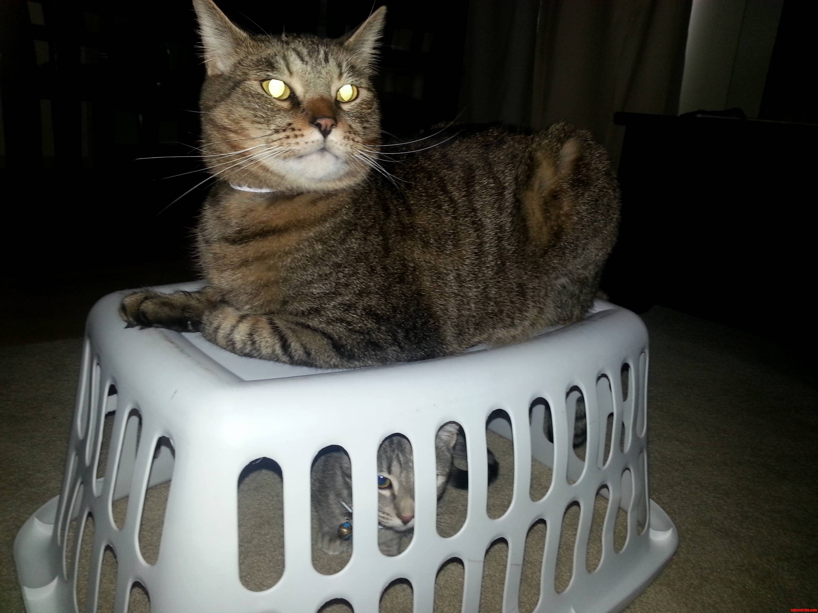 Gizmo Helping Me Catch a Scary Monster.