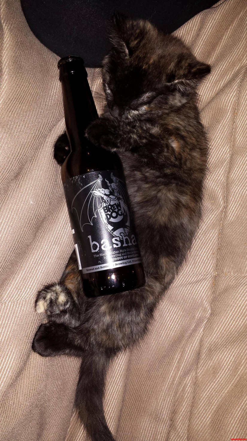 Go Home Kitten Youre Drunk