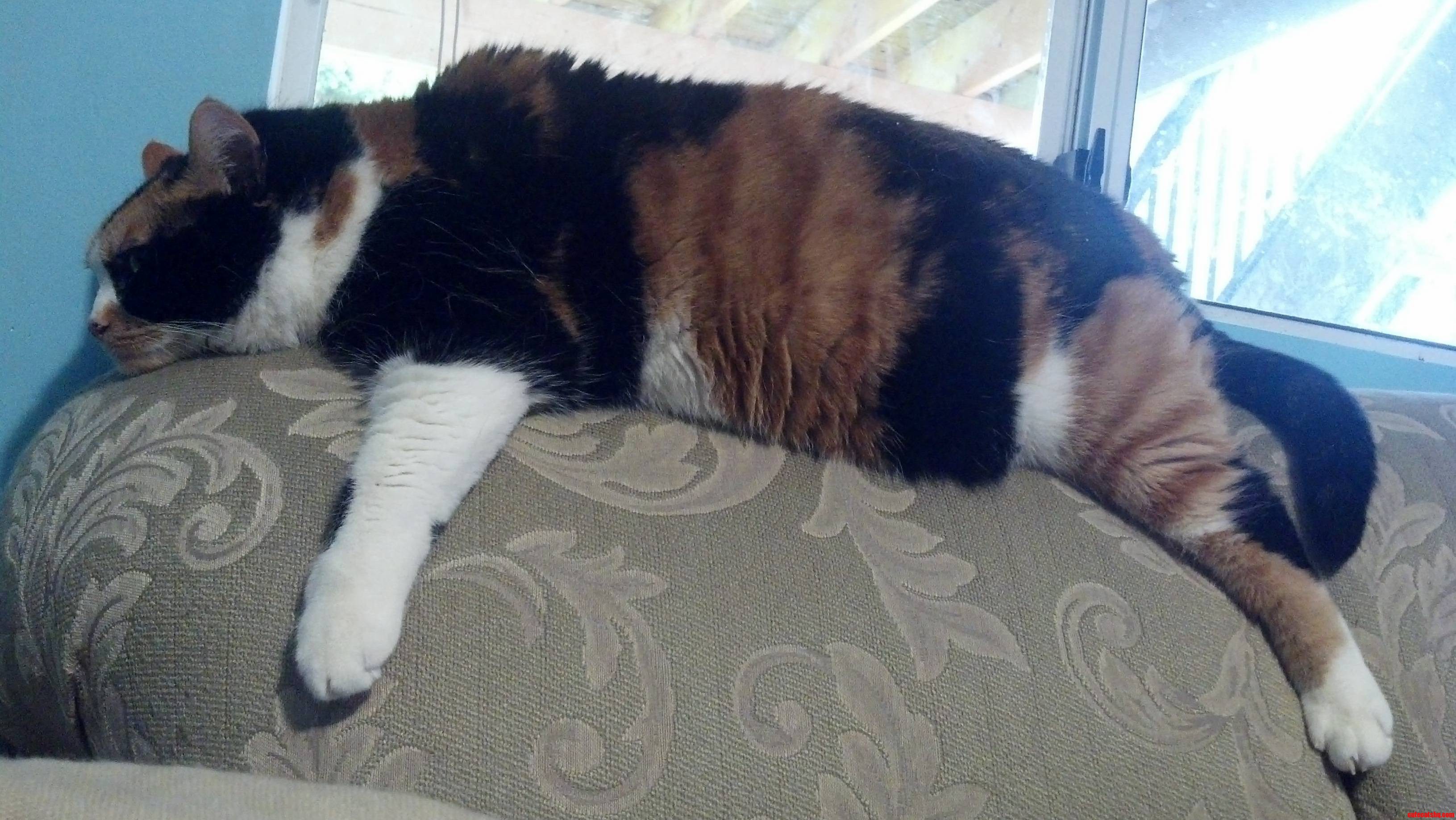 Good Morning I Thought You Could Use Another Picture of a Cat. This Is Patches.