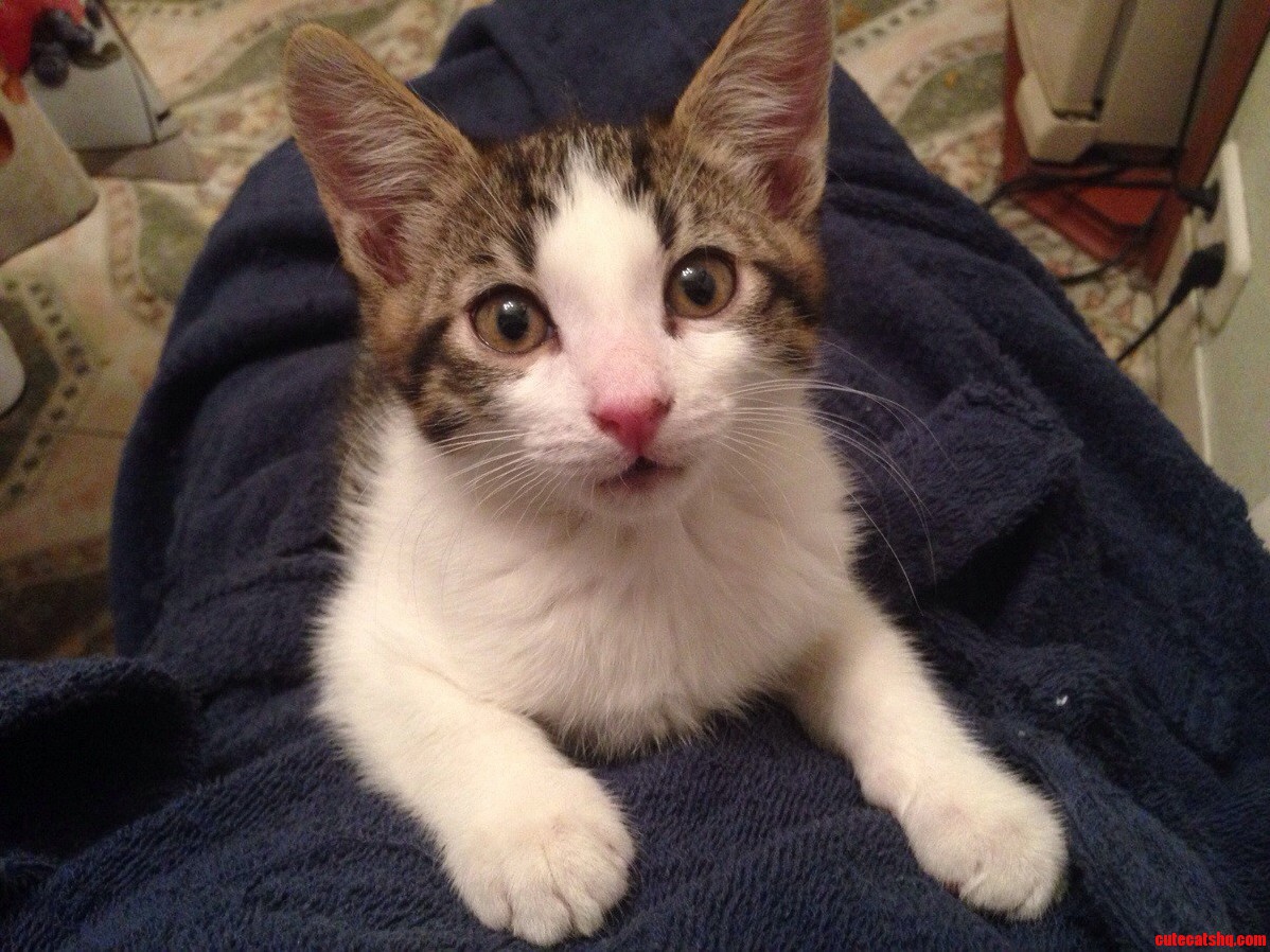 Got a Kitten a Week Ago.