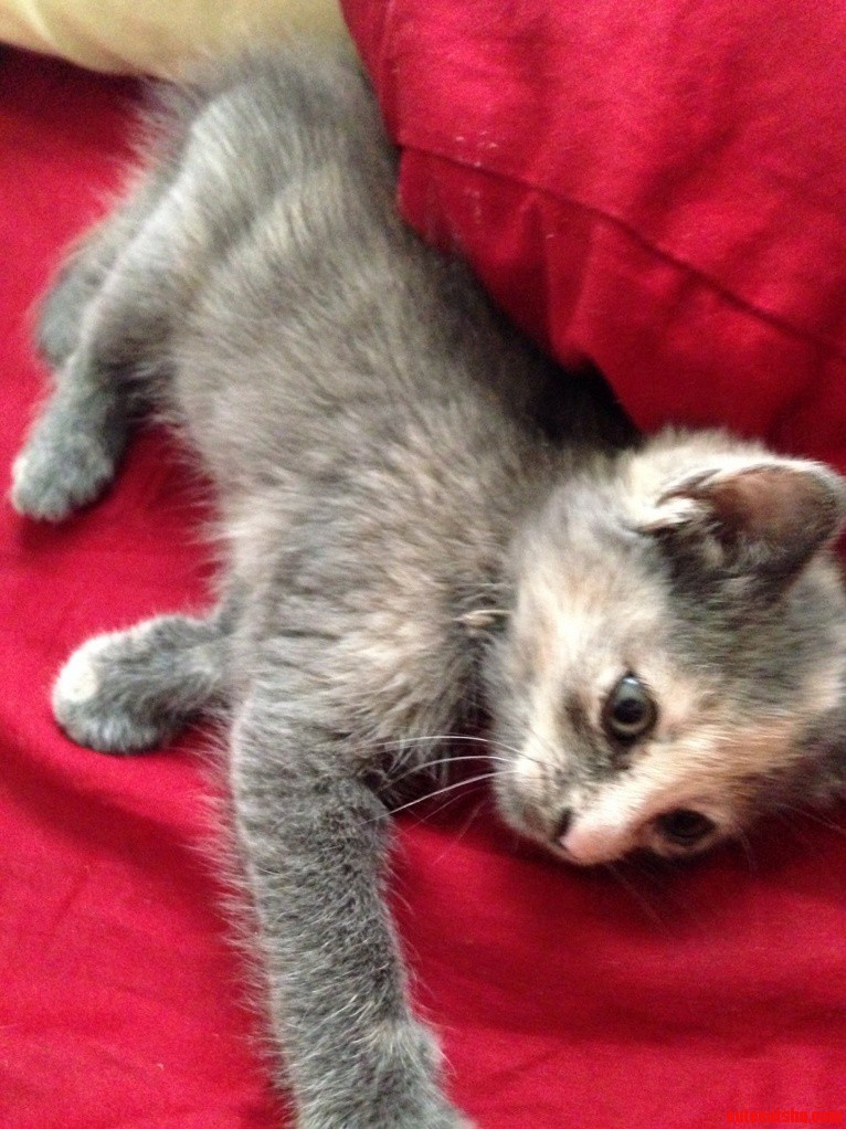 Got a New Kitten and Woke Up to This by My Face Today. Meet Miko.