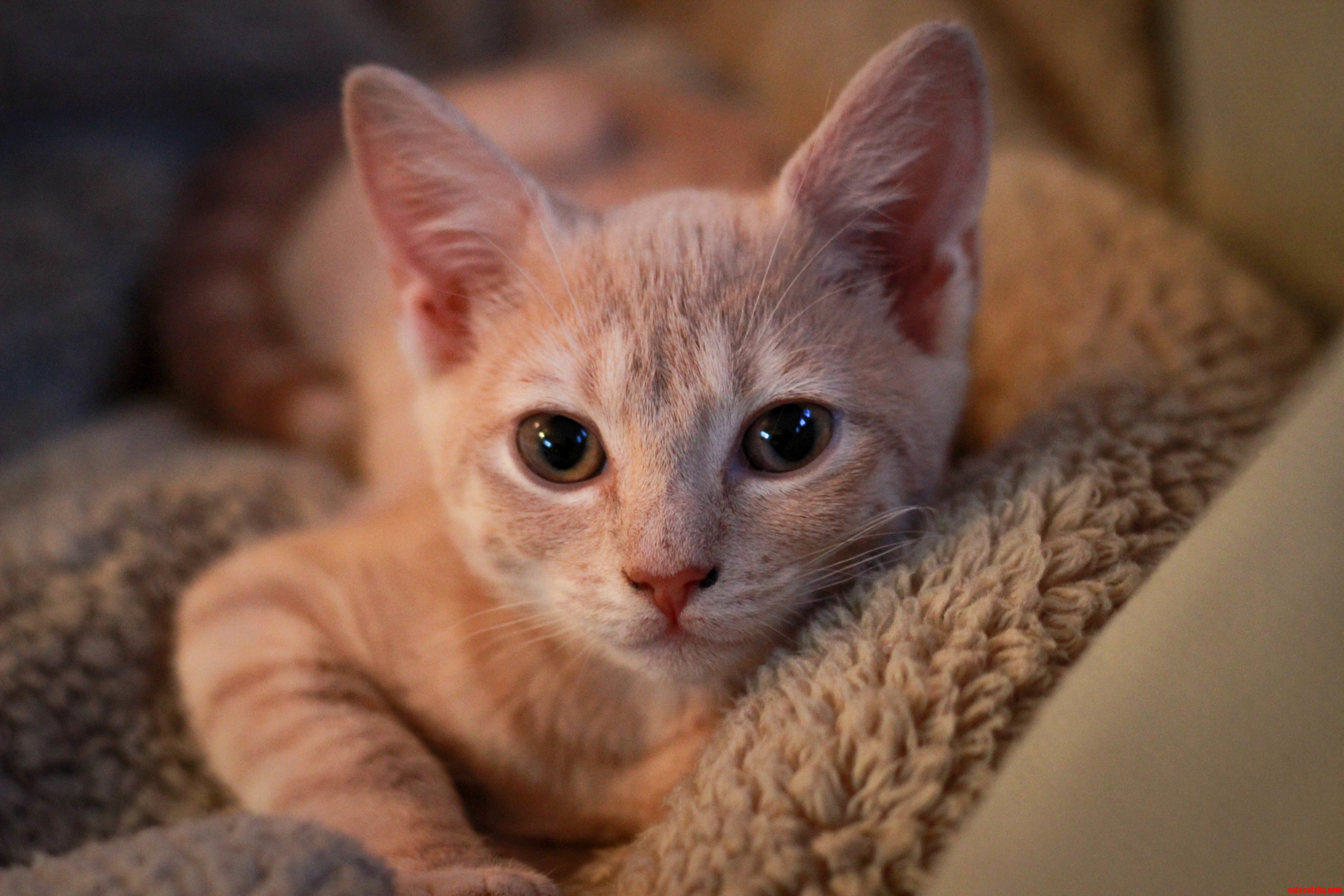 Got a New Kitten This Week Meet Meeka.
