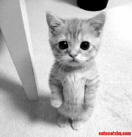 Got Milk