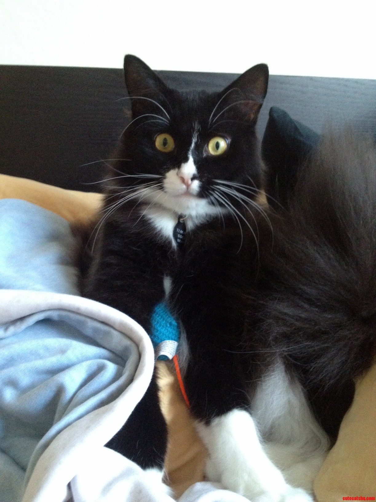 Got Spooked by the Camera Click.