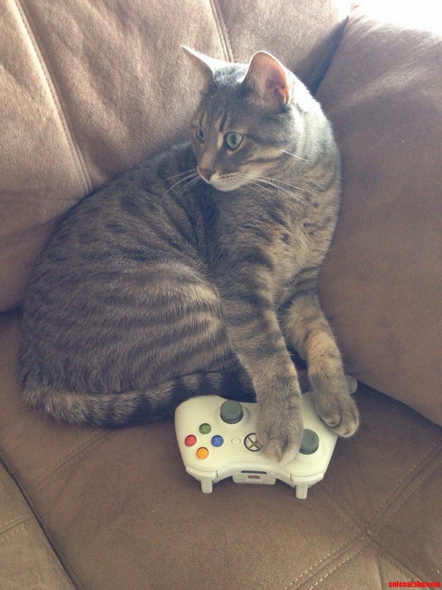 Got the New Call of Duty Game. Cat Wouldnt Give Up the Controller.