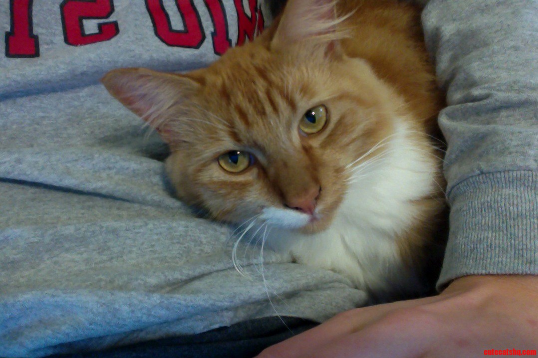 Griffin Keeps Me Company While Im Home Alone