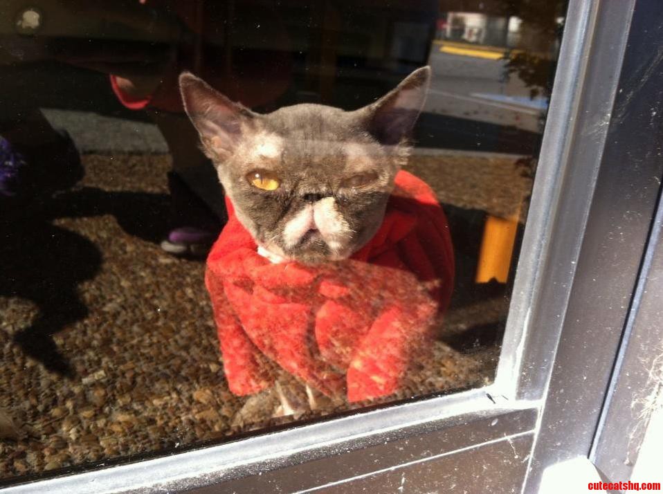 Grumpier Cat