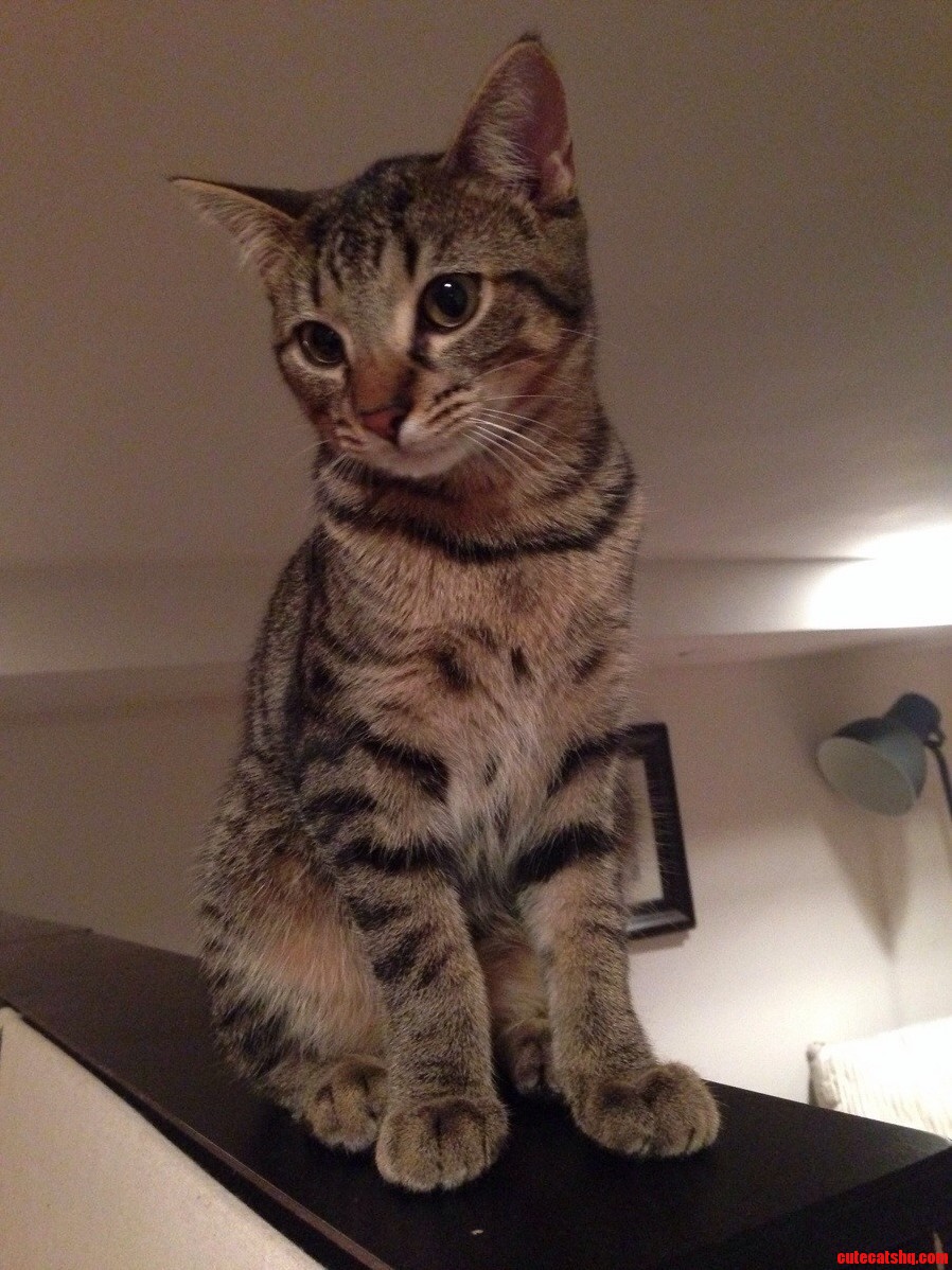 Guilting Me to Stay Home. Cute Kitten Pic.