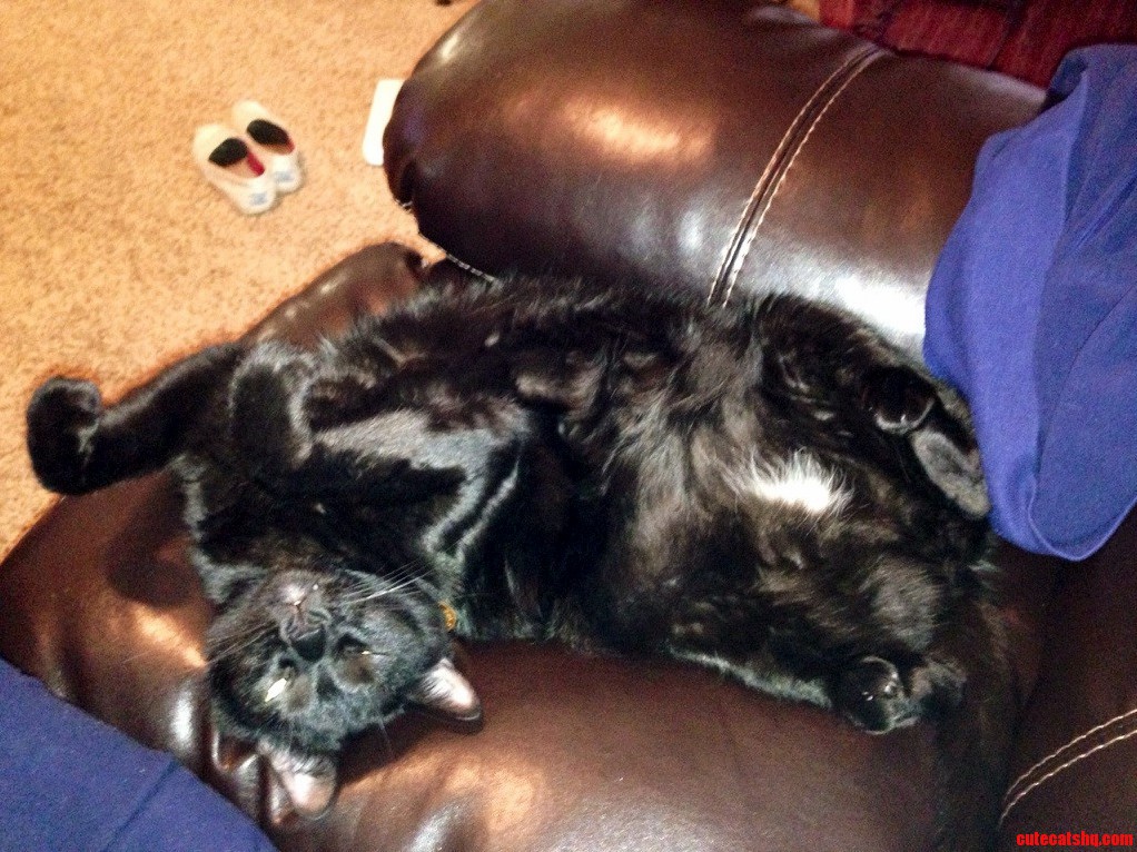 Gunther Enjoying His Catnap