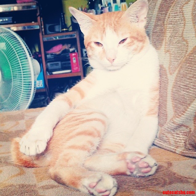 Guys Meet Pedro the Fabulous Cat