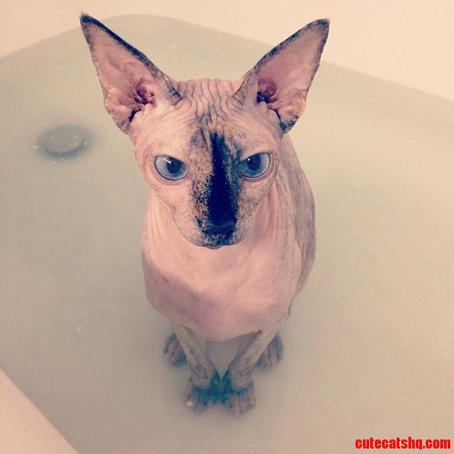 Hairless Cat Takes a Bath