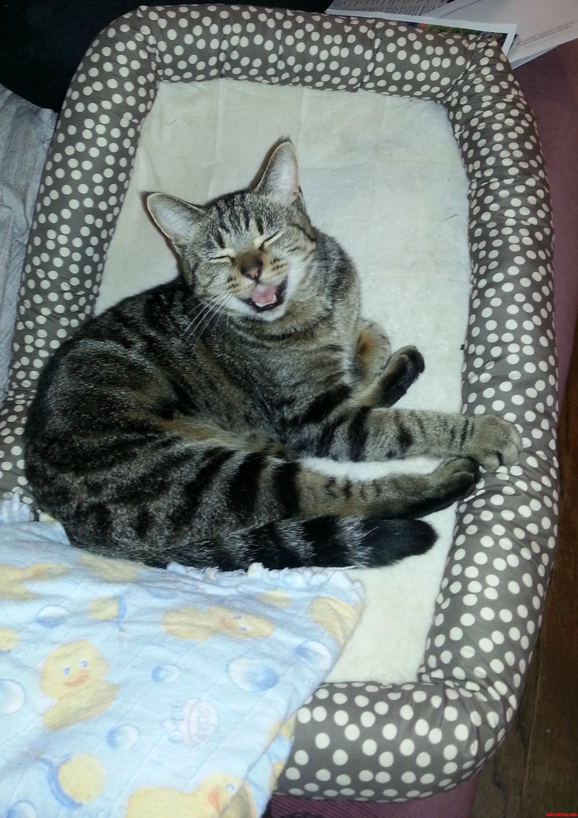 Half Way Through a Meow