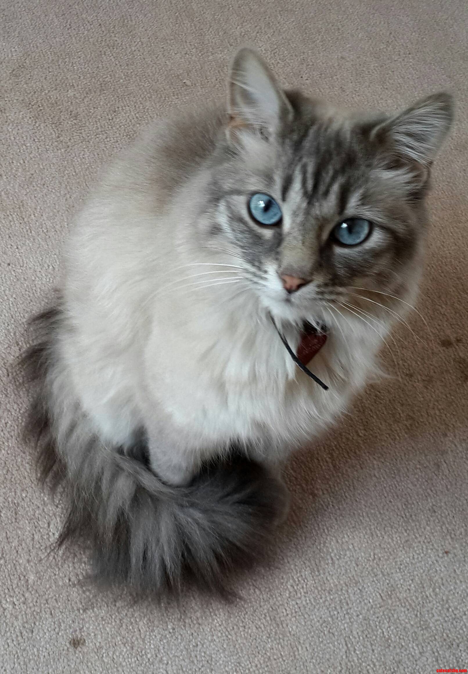Halos Blue Eyes Stare Into My Soul.
