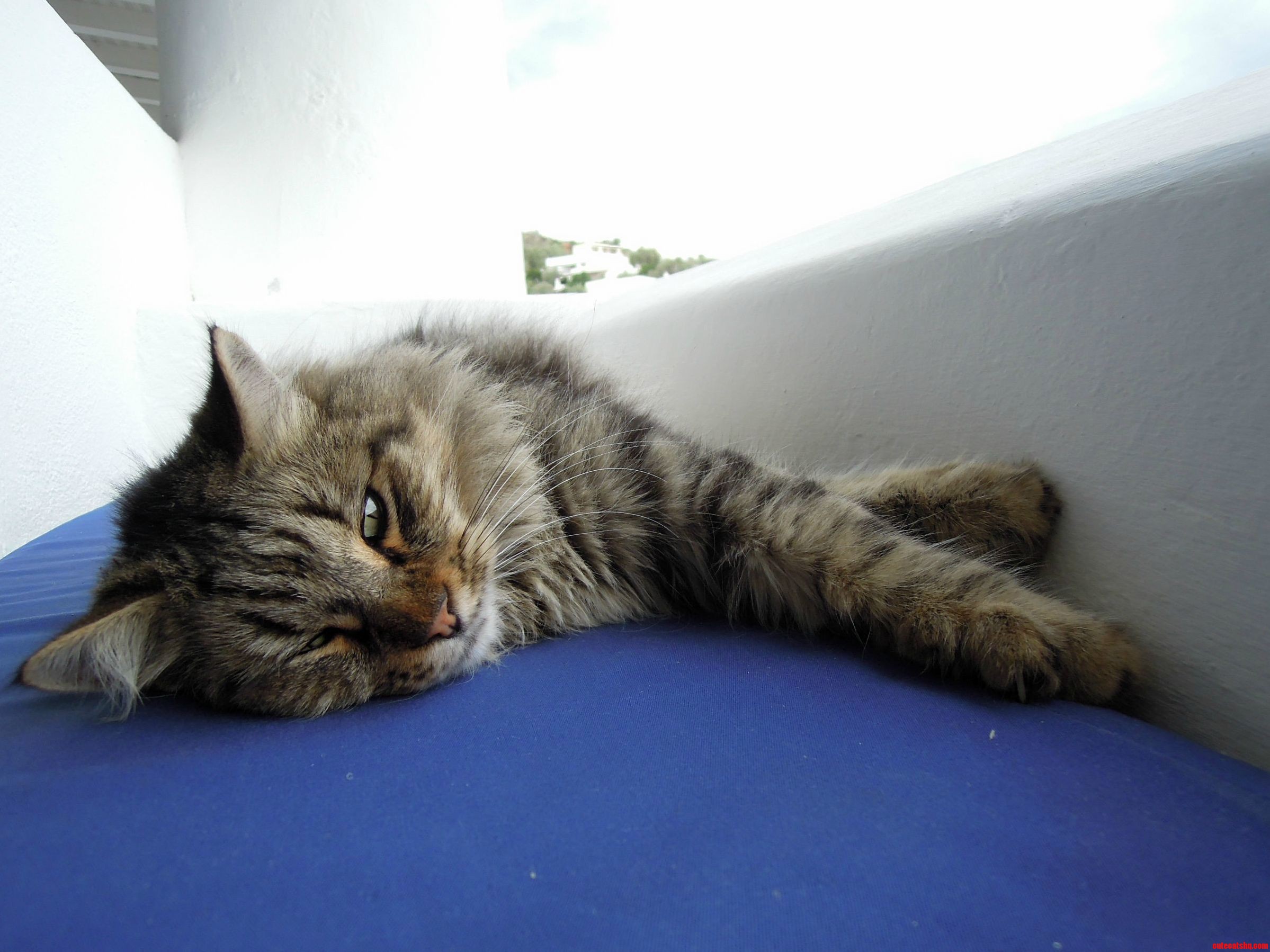 Handsome Pal of Mine from Sicily