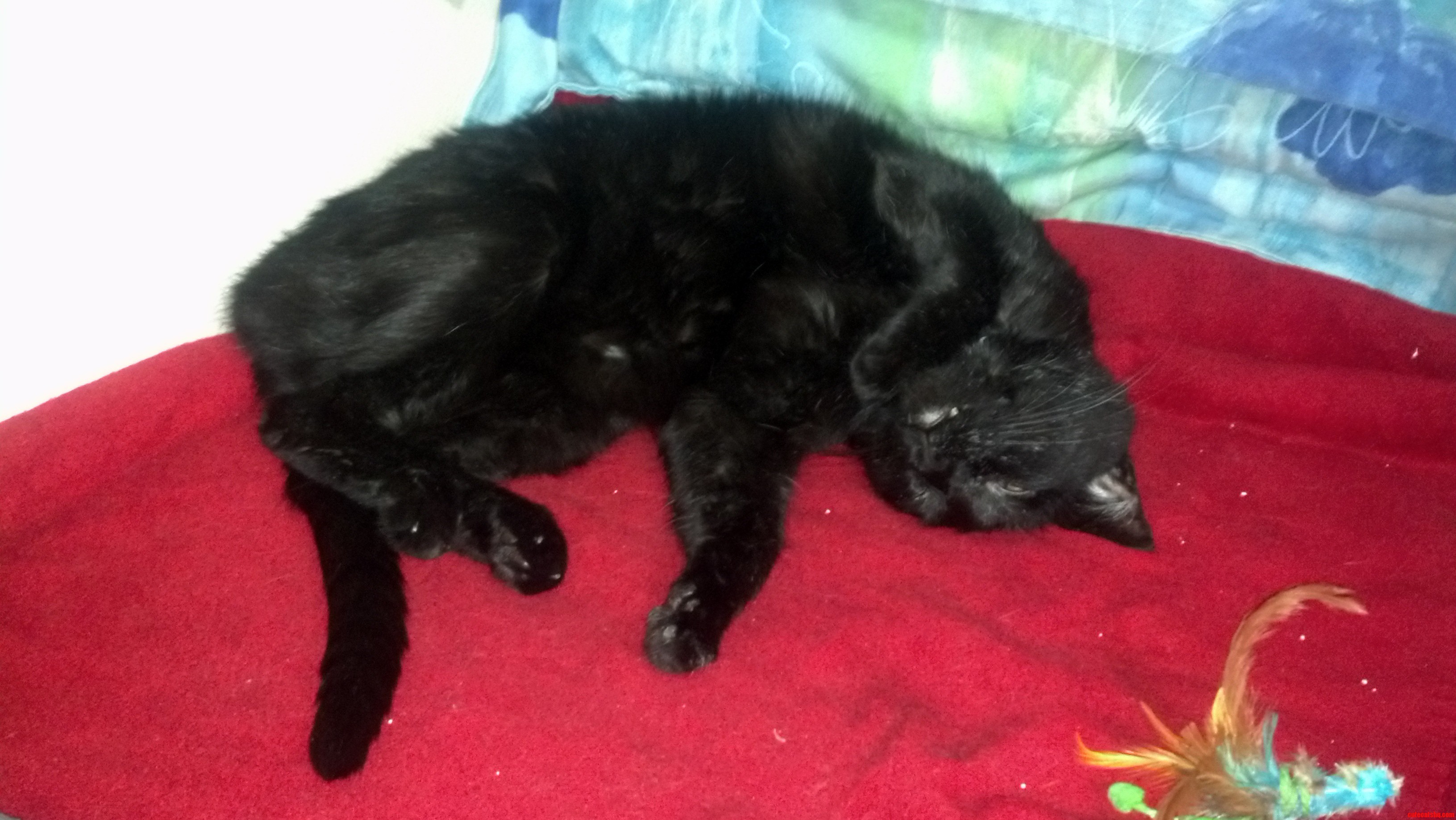 Happy 12th Birthday to This Gorgeous Cat
