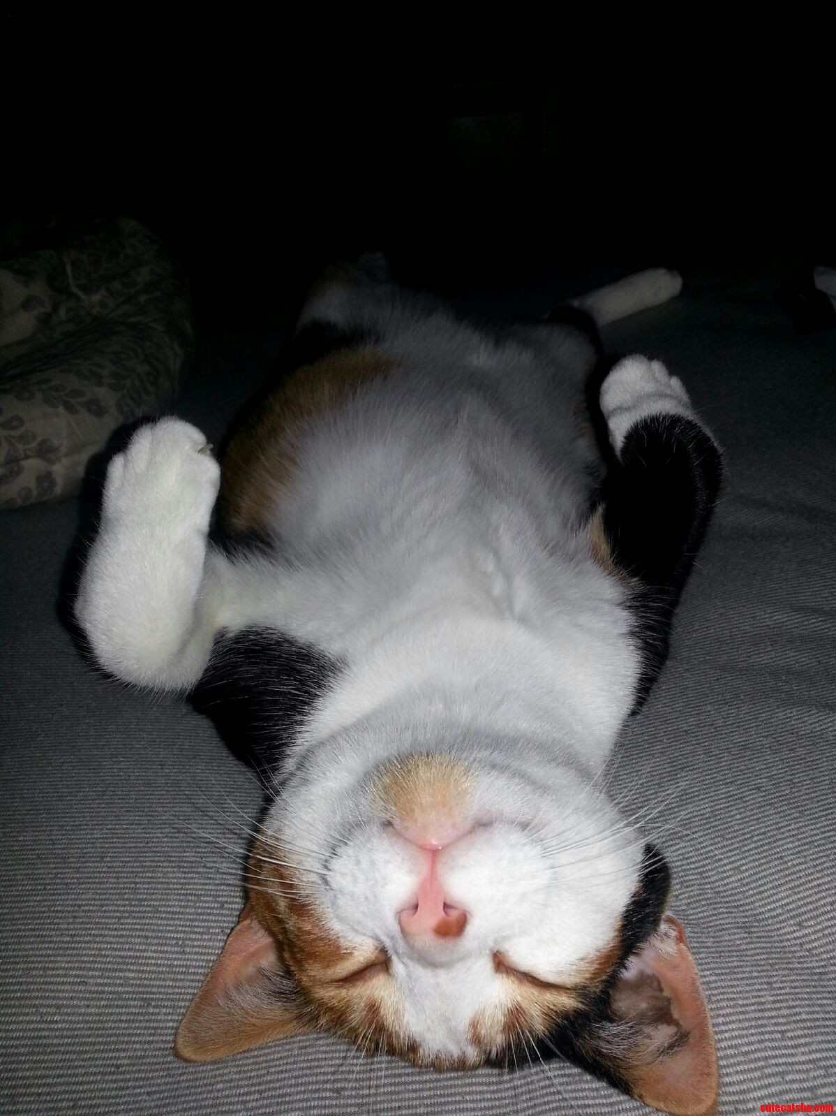 Happy Cat Day from My Kittys Mores