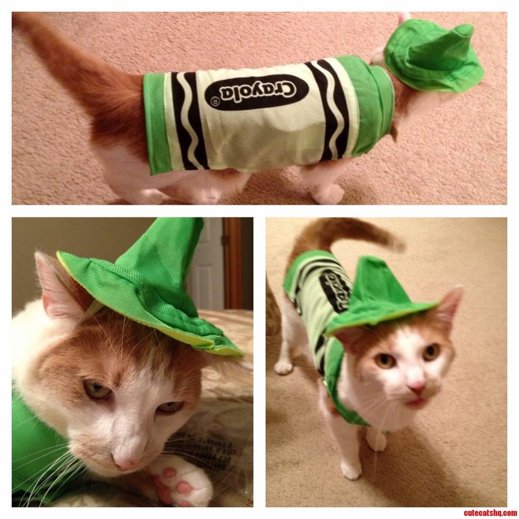 Happy Halloween from My Cat