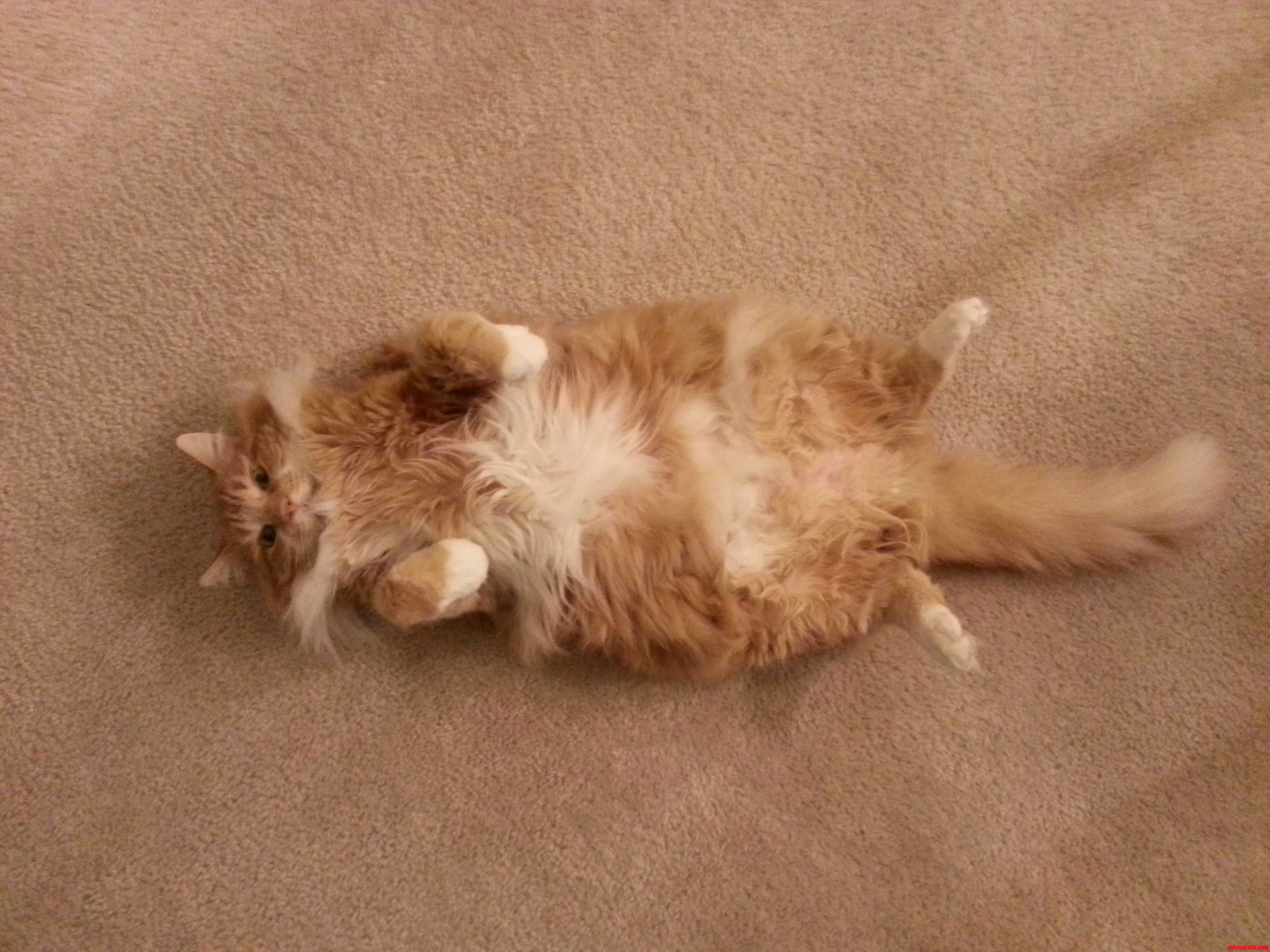 Happy National Cat Day