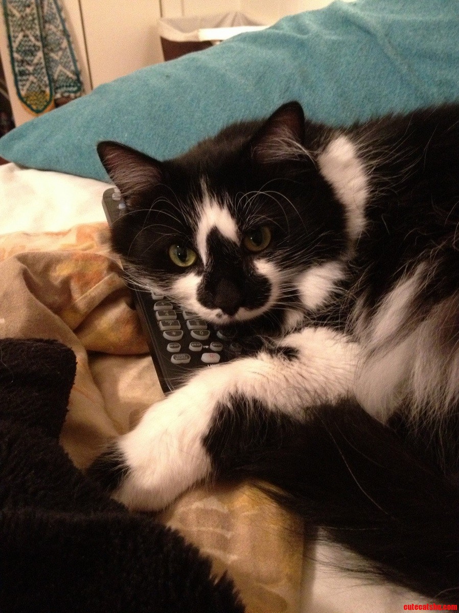 He Always Cuddles Things He Knows I Use a Lot So He Can Guarantee Himself a Petting.