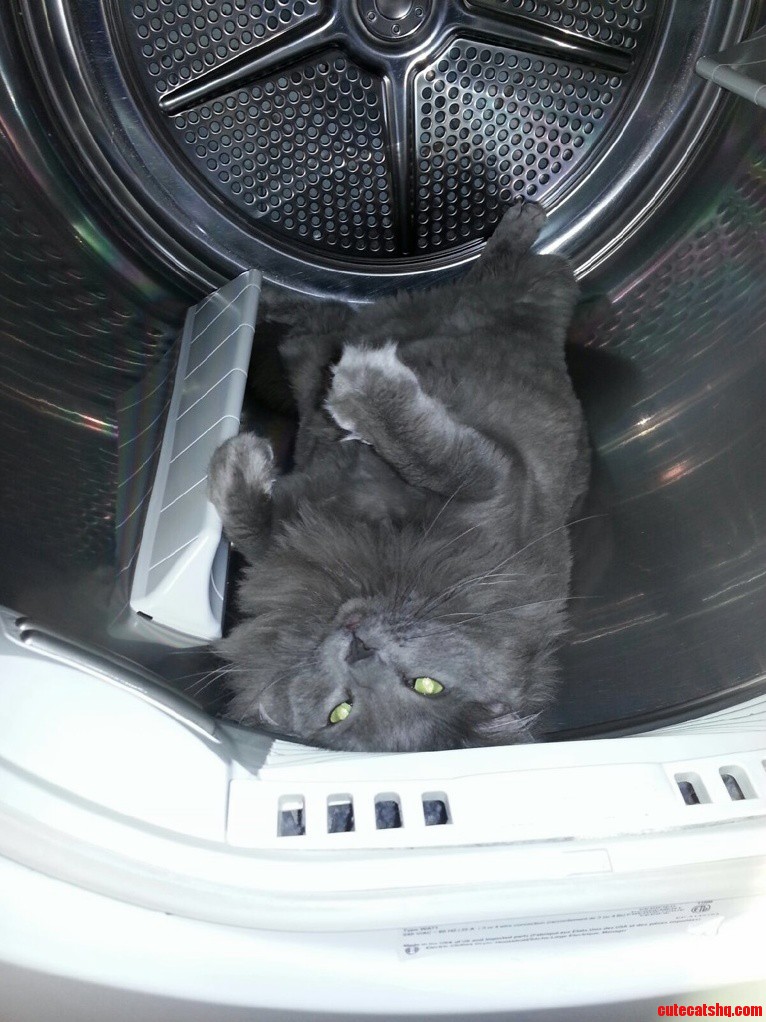 He Claimed the Dryer in a Very Serious Way This Morning.