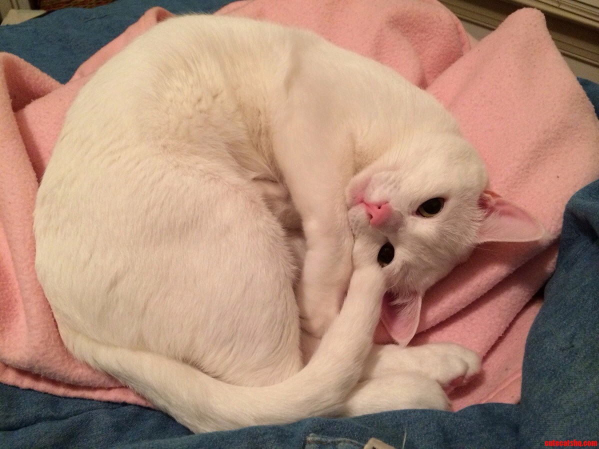 He Color Coordinated His Nose with His Blanket Perfectly.