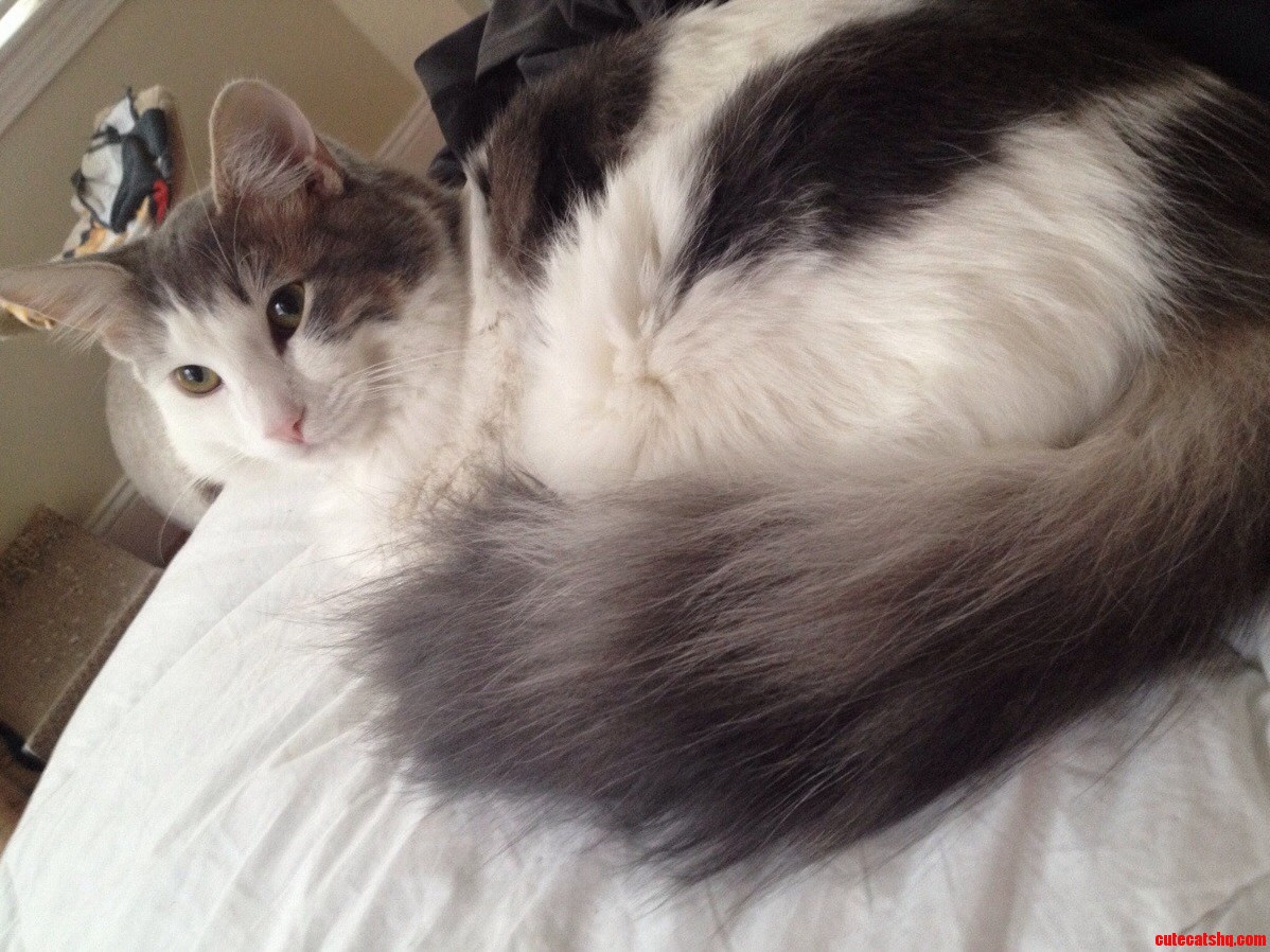 He Got His Coon Tail. My Little One Looking Dapper.