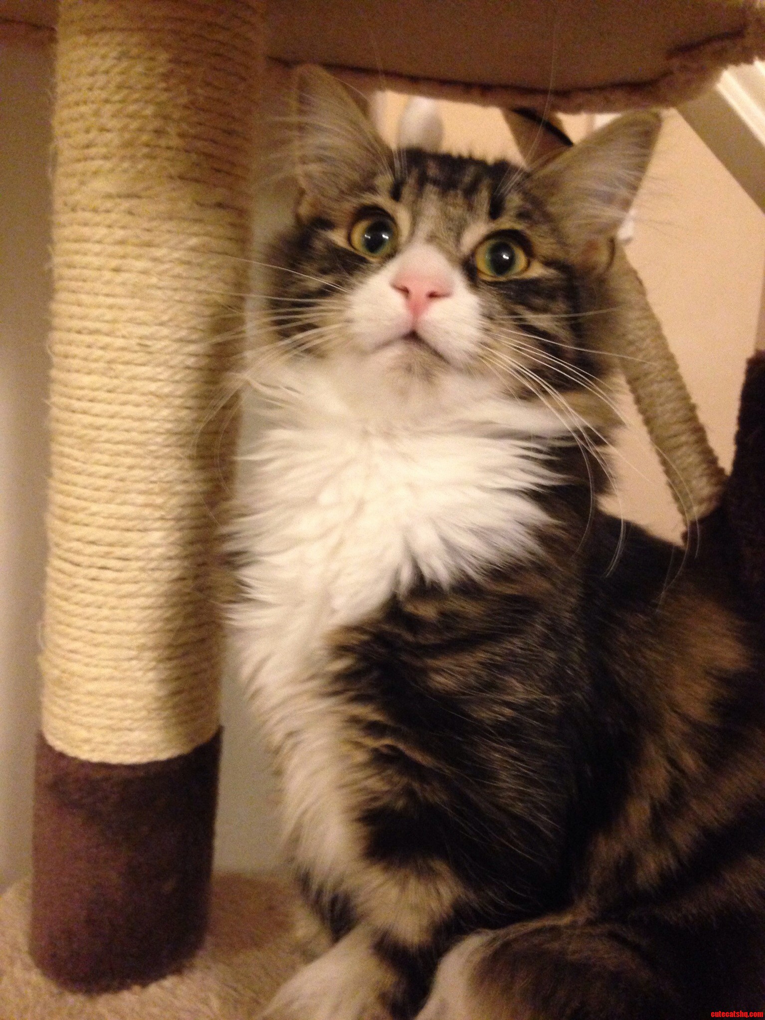 He Has a Dirty Chin. Its Not Dirt.