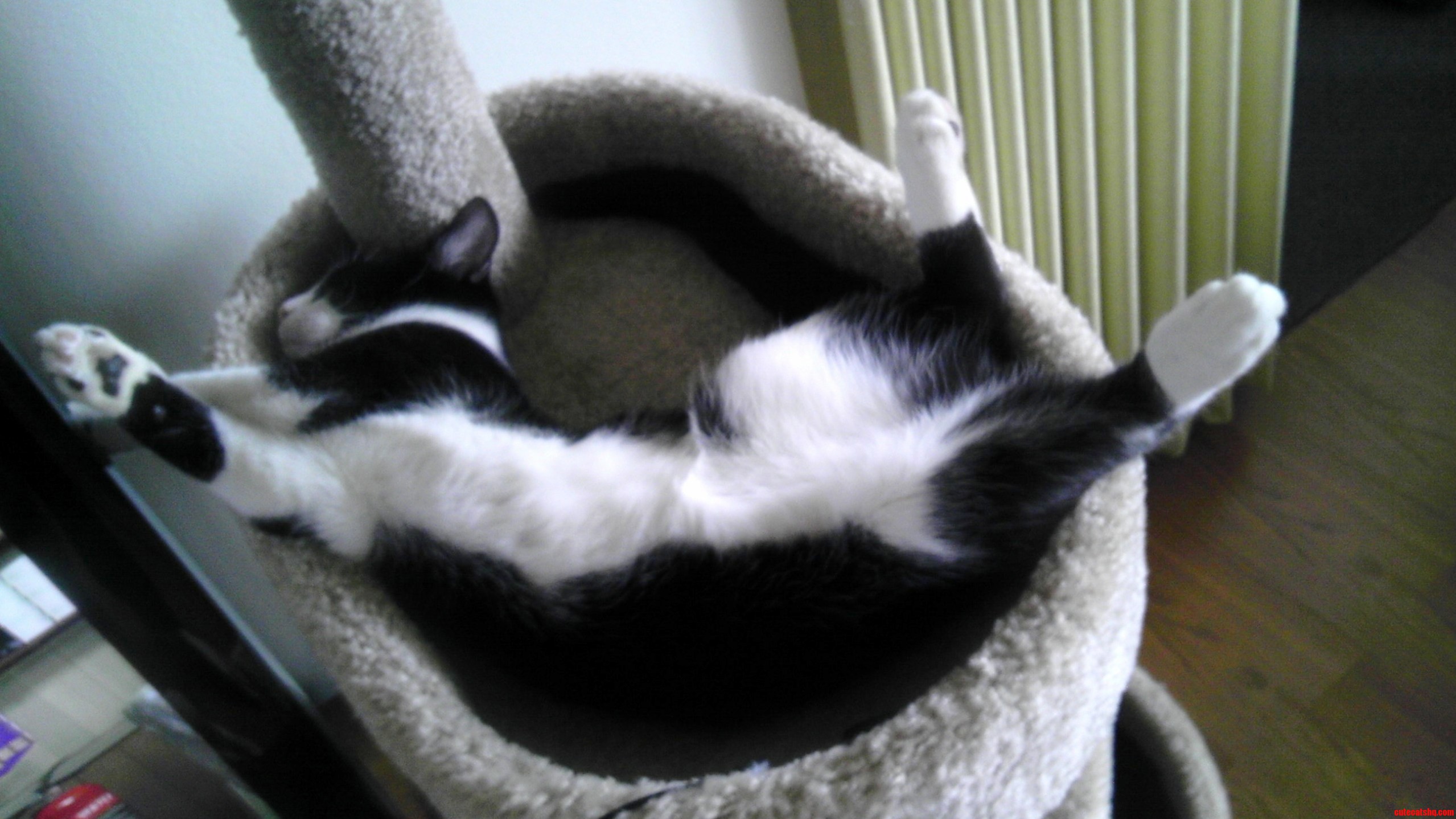He Is Definitely Taking Advantage of His New Cat Tree