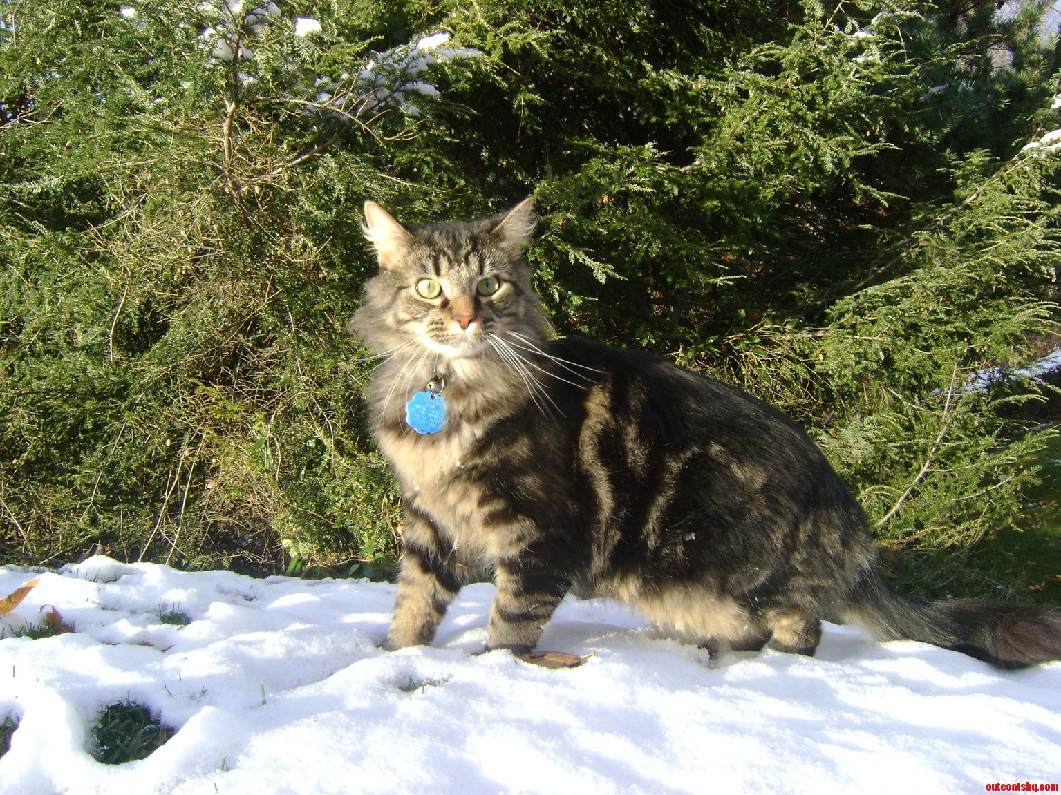 He Just Kinda Stopped and Stared and I Luckily Had My Camera Caught This Majestic Picture.