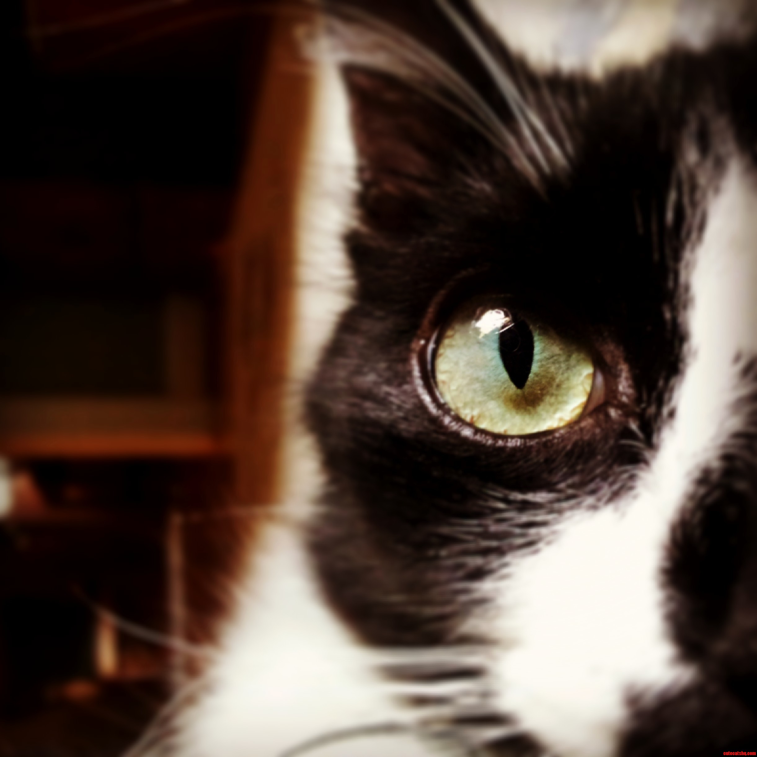 He Just Stares...straight Into Your Soul...