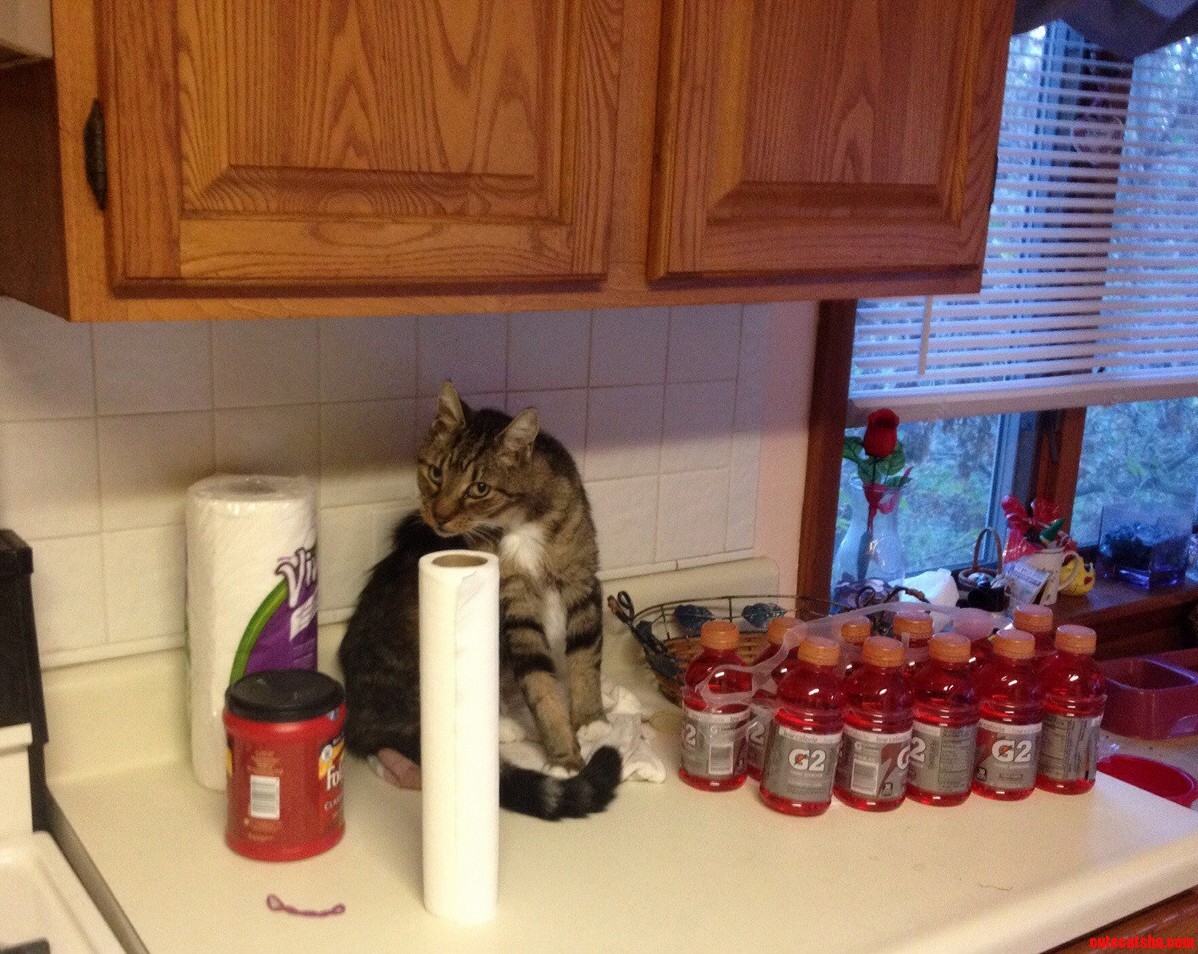 He Knows Hes Not Allowed on the Counter...busted.