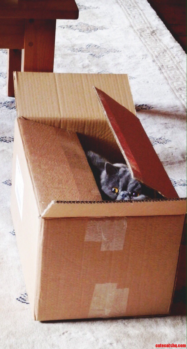 He Likes Boxes