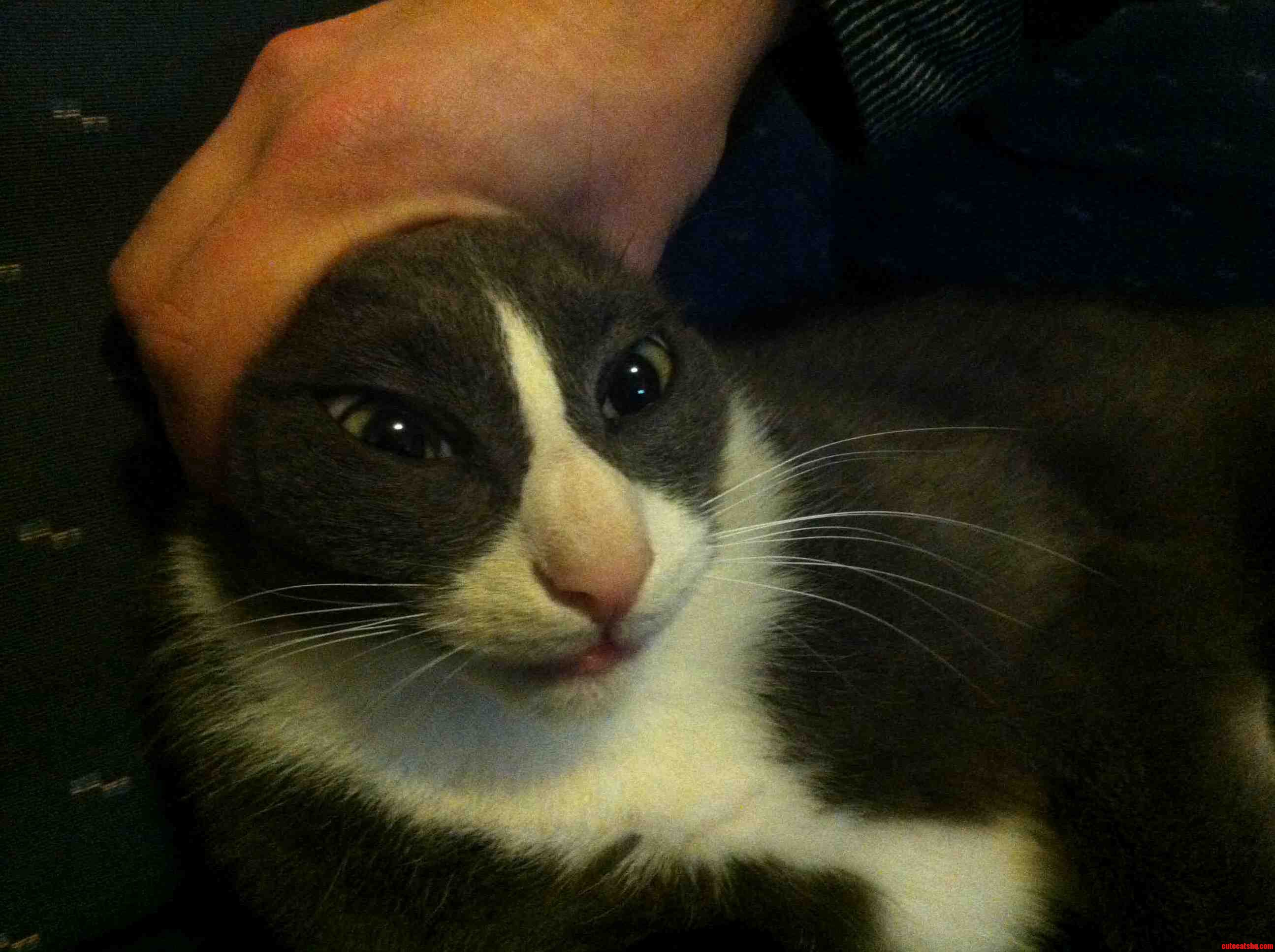 He Likes Having His Ears Pinned Back.